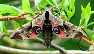 Бабочки России и мира – виды, список, названия, описание, где обитают, фото и видео