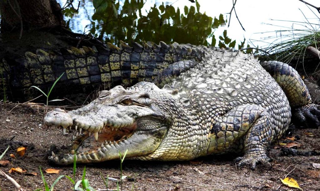 Гребнистый крокодил - самый большой вид крокодилов