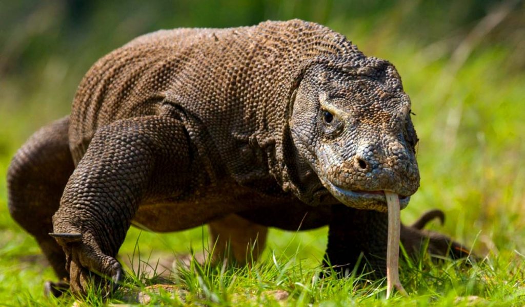 Комодский варан - самый опасный хищник среди ящериц