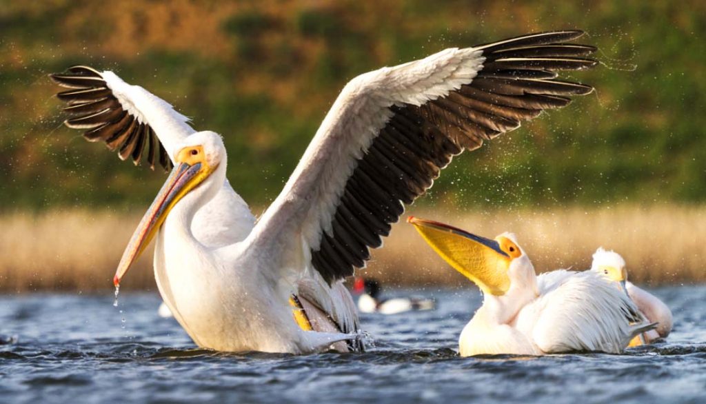 Розовый пеликан - самая большая птица по размаху крыльев