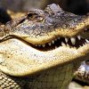 Самые большие виды крокодилов – список, длина, названия, где водятся, фото и видео