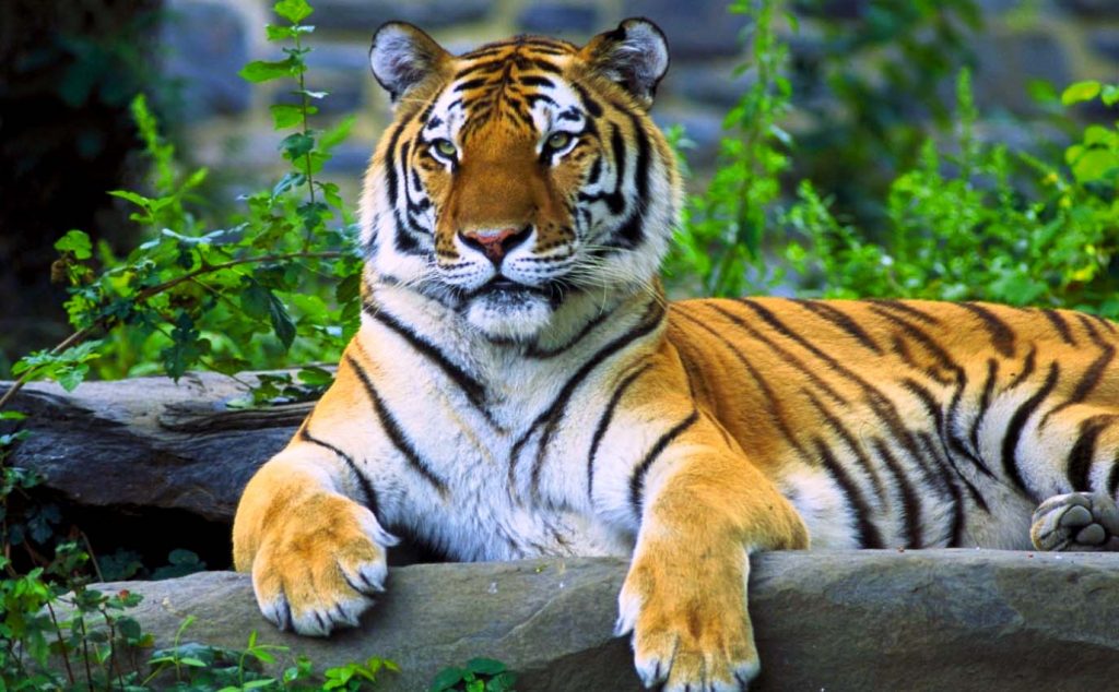 Тигр - самый опасный хищник среди кошачьих