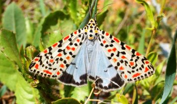 Бабочки России и мира – виды, список, названия, описание, что едят, где обитают, фото и видео