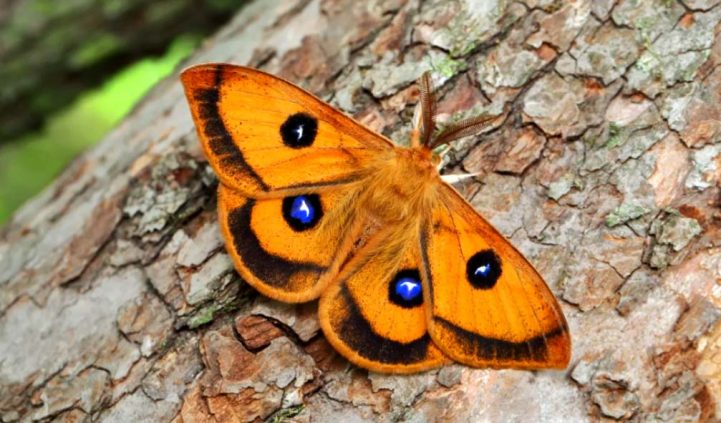Бабочки России и мира – виды, список, названия, описание, что едят, где обитают, фото и видео