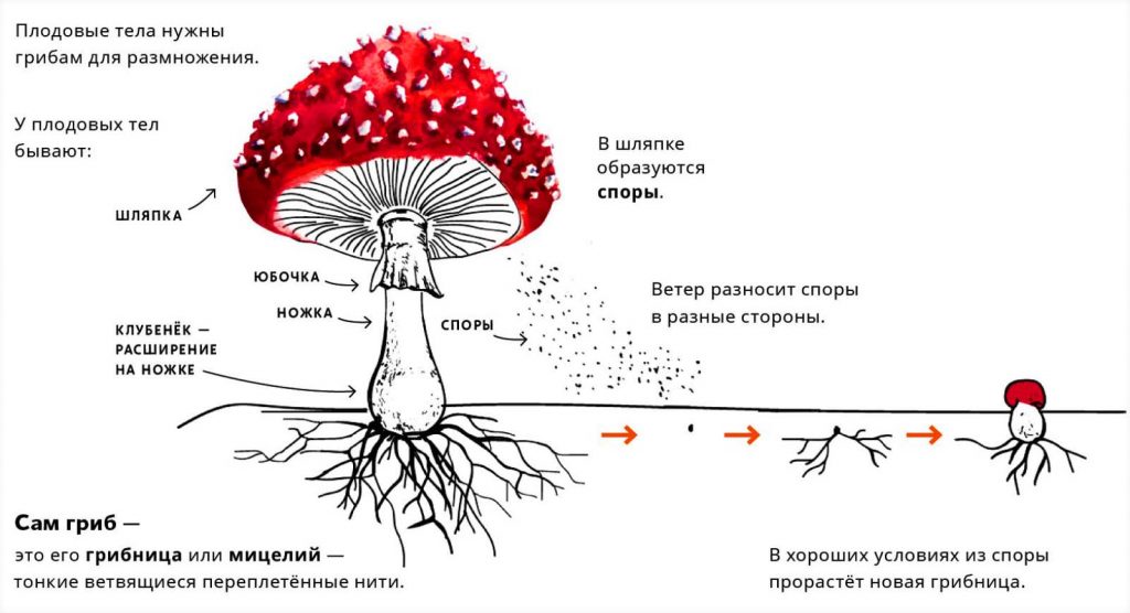 Размножение грибов