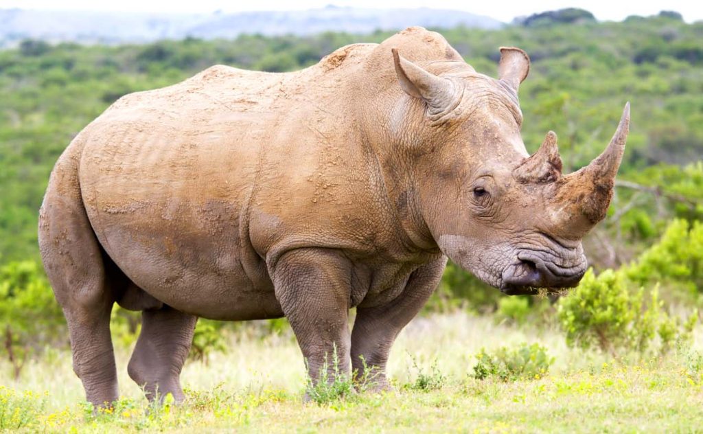 Белый носорог - одно из самых тяжелых животных, а также крупнейший вид среди носорогов