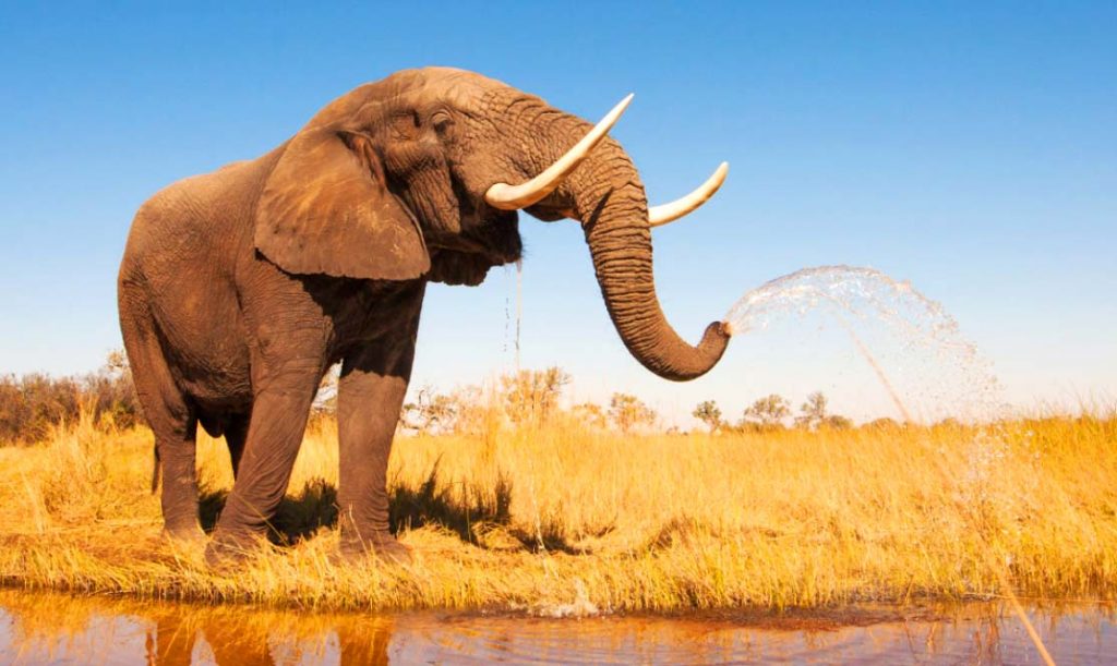 Африканский слон - самое тяжелое животное среди наземных видов