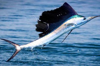 Самые быстрые рыбы – список, скорость, названия, где водятся, фото и видео