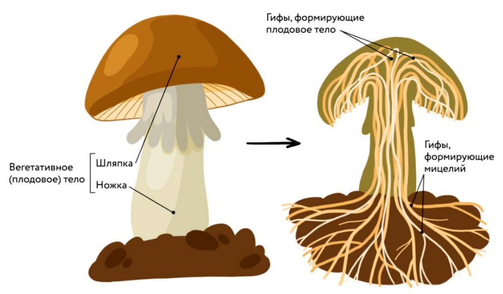 Строение шляпконожечного гриба