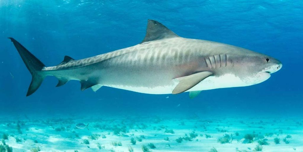 Тигровая акула - самый большой хищник в мире среди акул