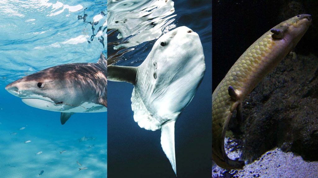 Акула, рыба-луна и рогозуб - представители трех классов рыб