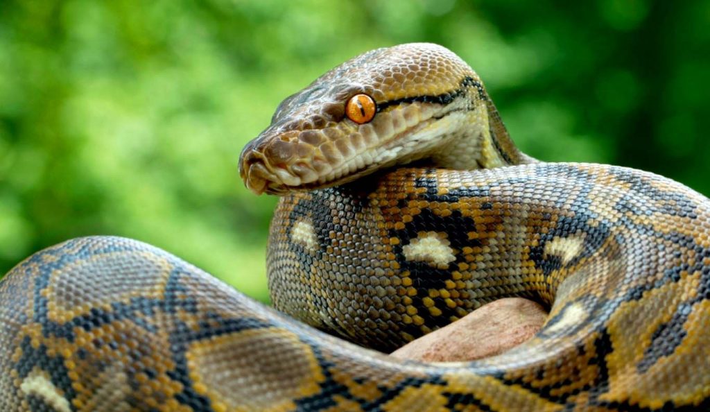 Сетчатый питон - самый большой хищник в мире среди змей
