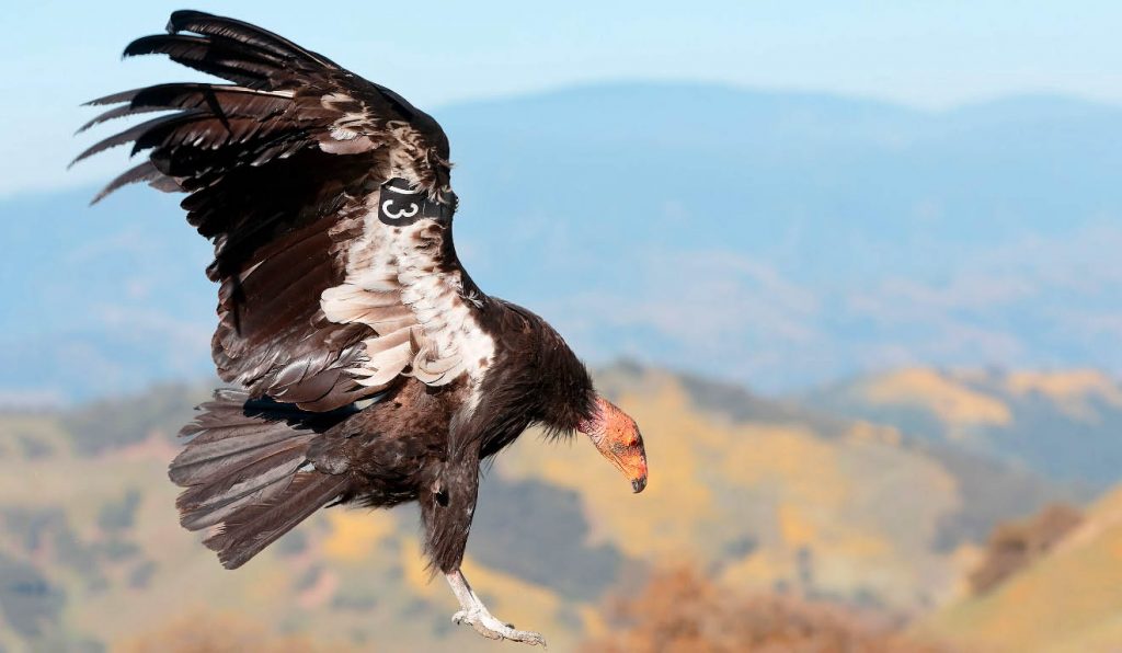 Калифорнийский кондор - самый большой хищник в мире среди птиц