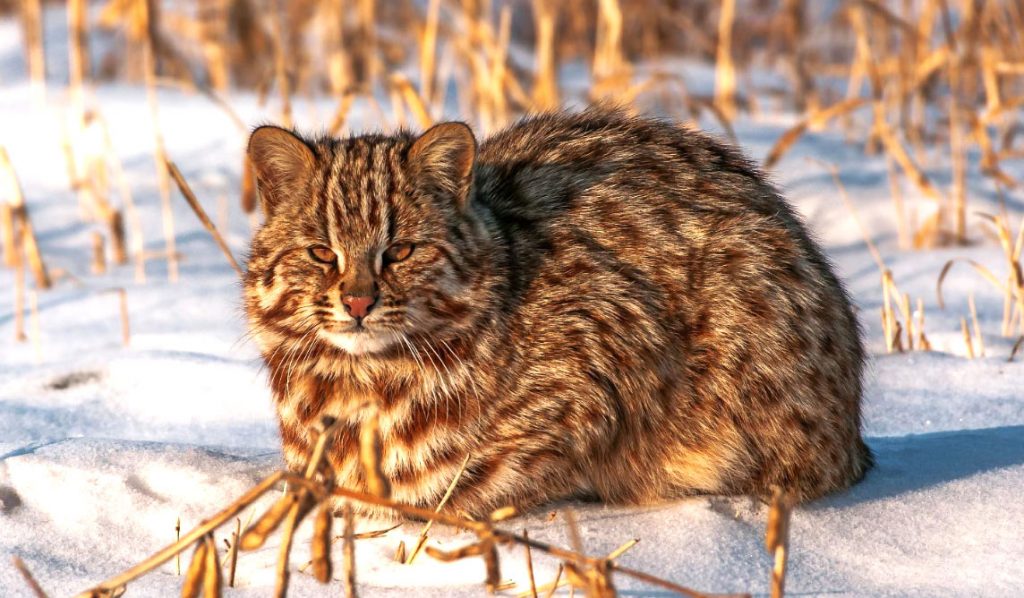 Амурский лесной кот