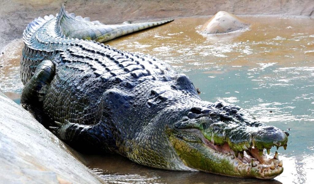 Гребнистый крокодил - самый большой хищник в мире среди крокодилов