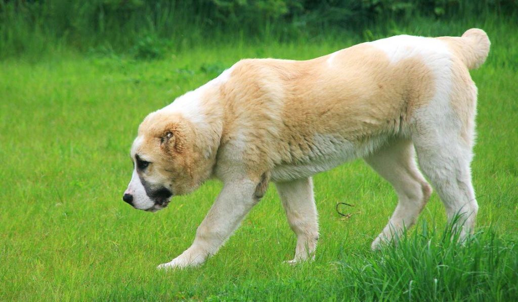 Алабай в списке самых агрессивных пород собак, поскольку обладает массивными размерами и требовательным характером