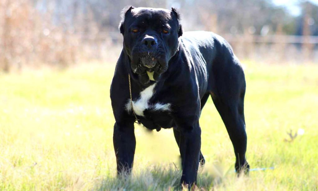 Американский бандог - самая агрессивная порода собак в мире