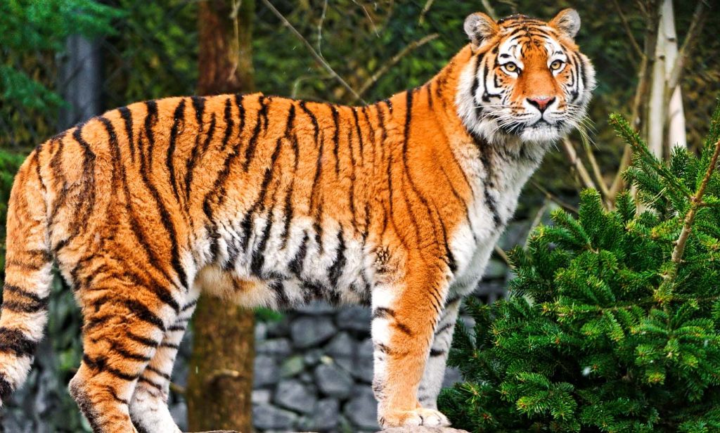 Амурский тигр - самый большой хищник среди кошек