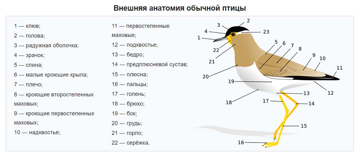 Тест по биологии 7 класс строение птиц. Внешнее строение птиц. Схема внешнего строения птицы. Анатомия птиц. Внешнее строение птиц птиц.