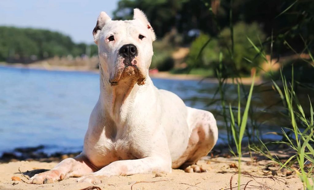 Аргентинский дог - одна из самых агрессивных пород собак, запрещенная для разведения в 10 странах мира