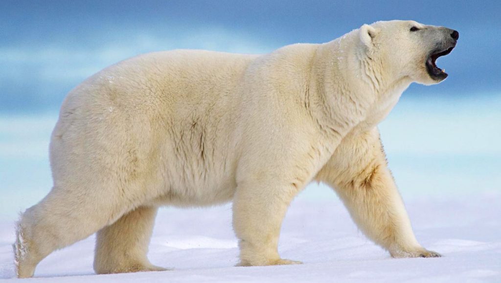 Белый медведь - самый большой хищник среди медведей