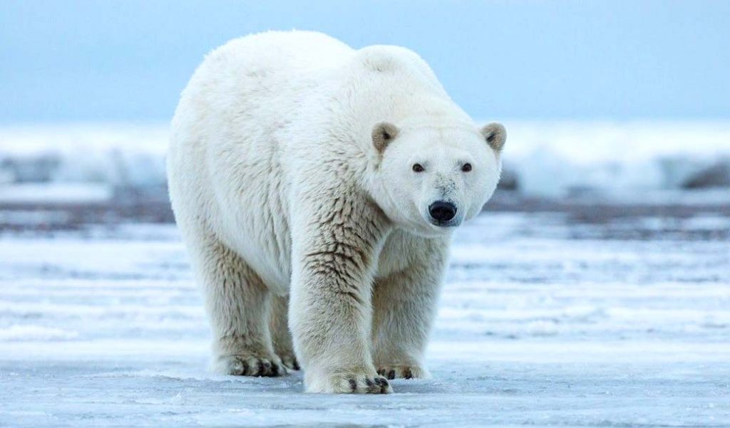 Белый медведь - самый большой хищник в России