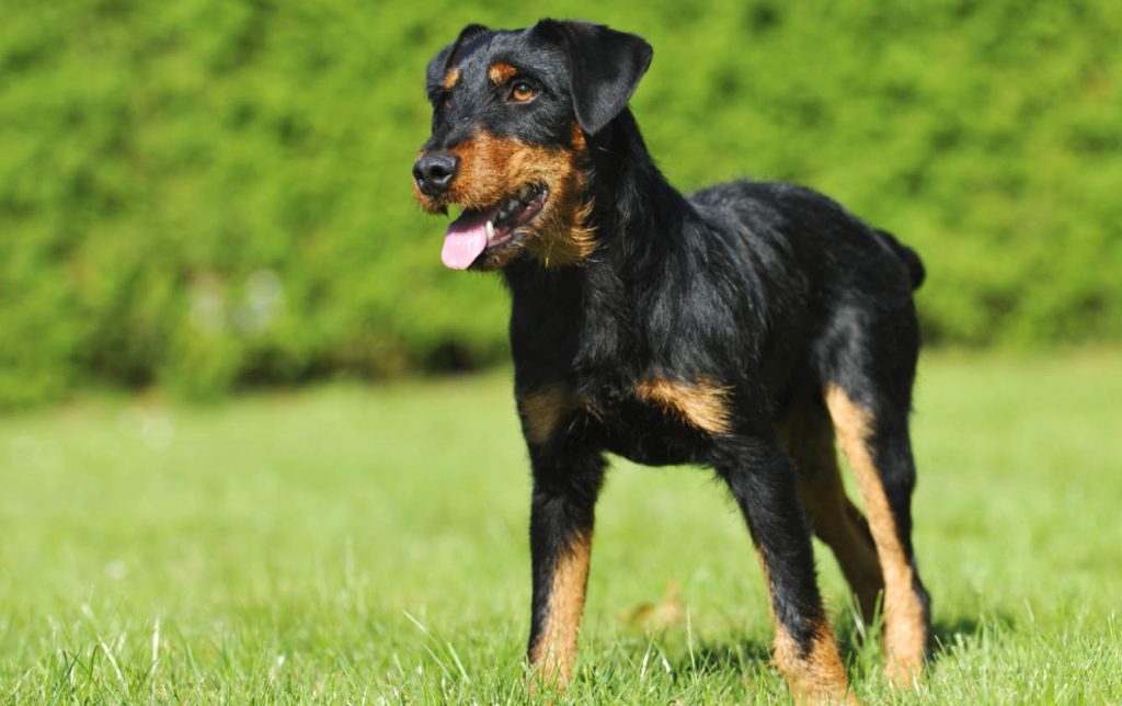 Немецкий ягдтерьер - одна из самых агрессивных пород собак небольшого размера