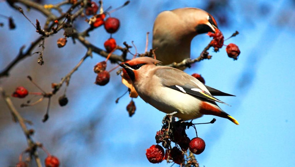 У птиц, питающихся семенами, переваривание еды происходит дольше, чем у плотоядных