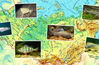 Рыбы России – виды, список, названия, размеры, сколько живут, чем питаются, где обитают, описание, фото и видео