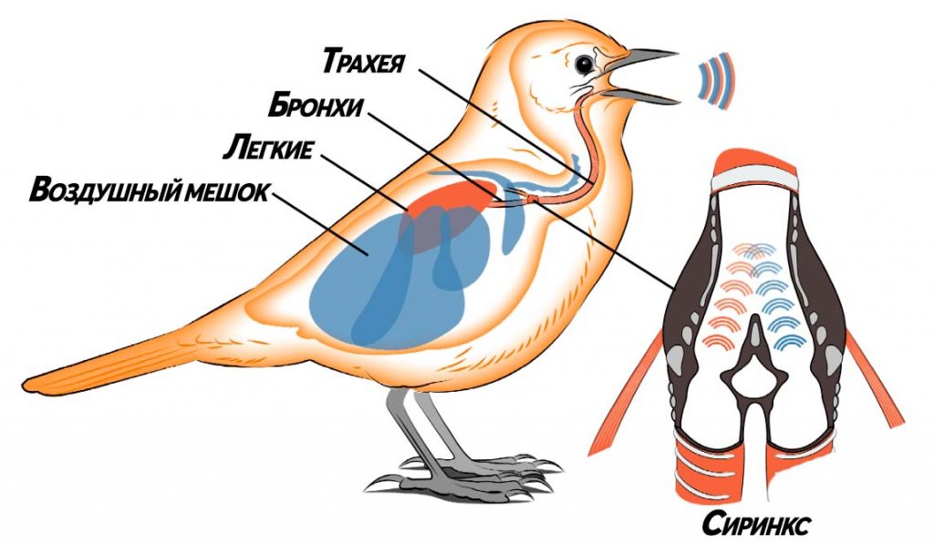 За пение у птиц отвечает специальный орган - сиринкс