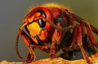 Самые опасные насекомые в России – список, названия, описание, фото и видео