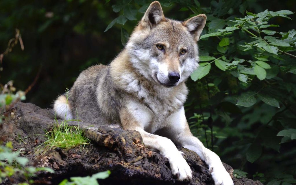 Волк серый - самый большой хищник в России среди семейства псовых
