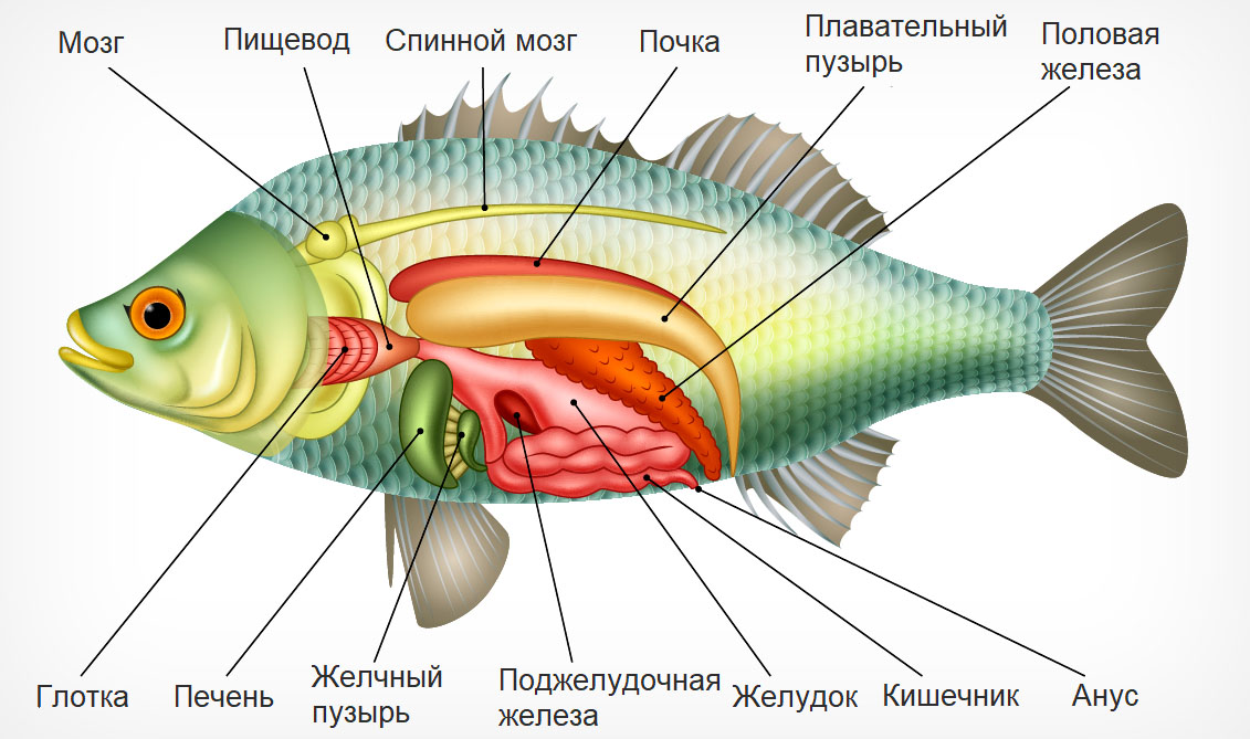 Какие системы органов у рыб. Внутреннее строение рыбы система органов. Строение пищеварительной системы рыб. Внутреннее строение рыбы пищеварительная система. Пищеварительная система костных рыб.