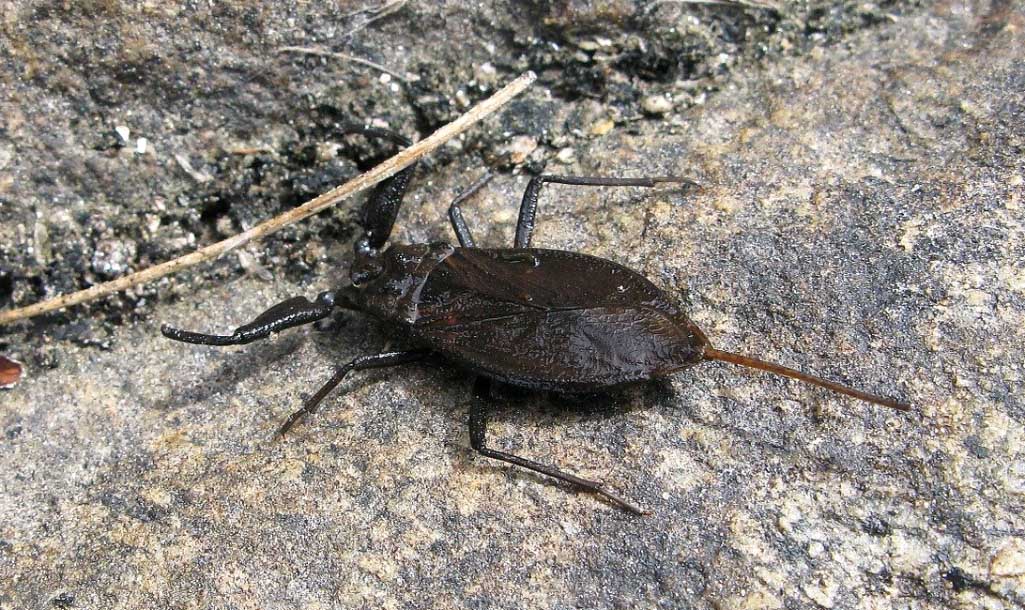 Водяной скорпион - опасное насекомое России в водной среде