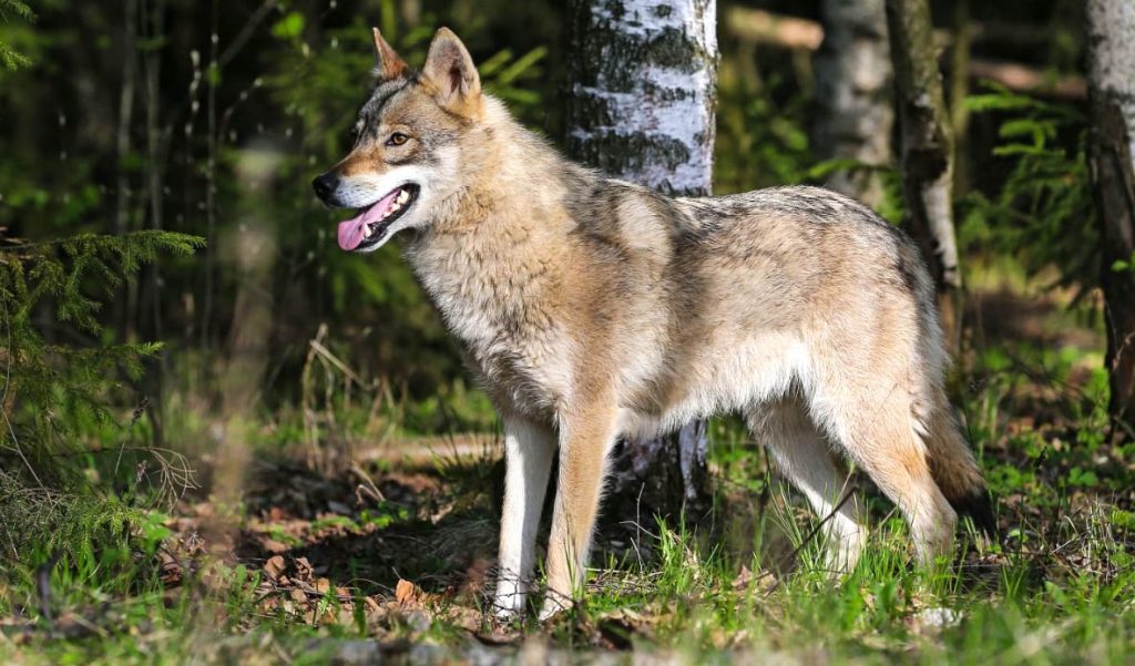 Волкособ считается одной из самых агрессивных пород собак из-за непредсказуемости характера