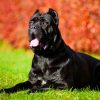 Самые агрессивные породы собак – список, описание, размеры, особенности, фото и видео