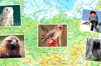 Птицы России – список, виды, название, описание, где живут, что едят, фото и видео