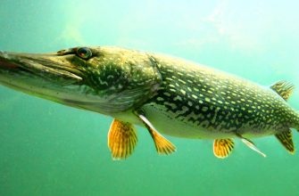 Рыбы России – виды, список, названия, размеры, чем питаются, особенности, описание, фото и видео