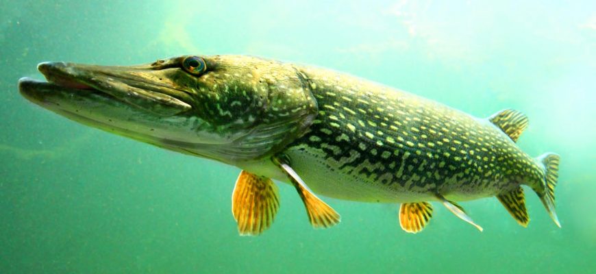 Рыбы России – виды, список, названия, размеры, чем питаются, особенности, описание, фото и видео