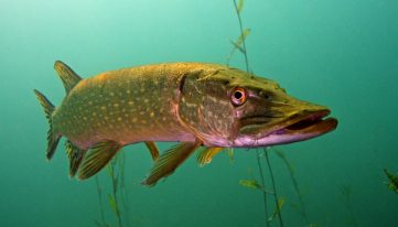 Рыбы России – виды, список, названия, размеры, сколько живут, чем питаются, где обитают, описание, фото и видео