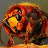 Самые опасные насекомые в России – список, названия, описание, фото и видео