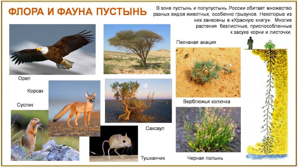 Животные и растения пустынь и полупустынь России