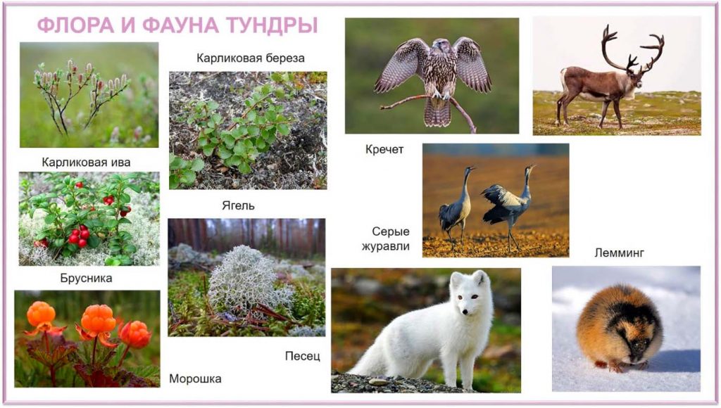 Животные и растения тундры России