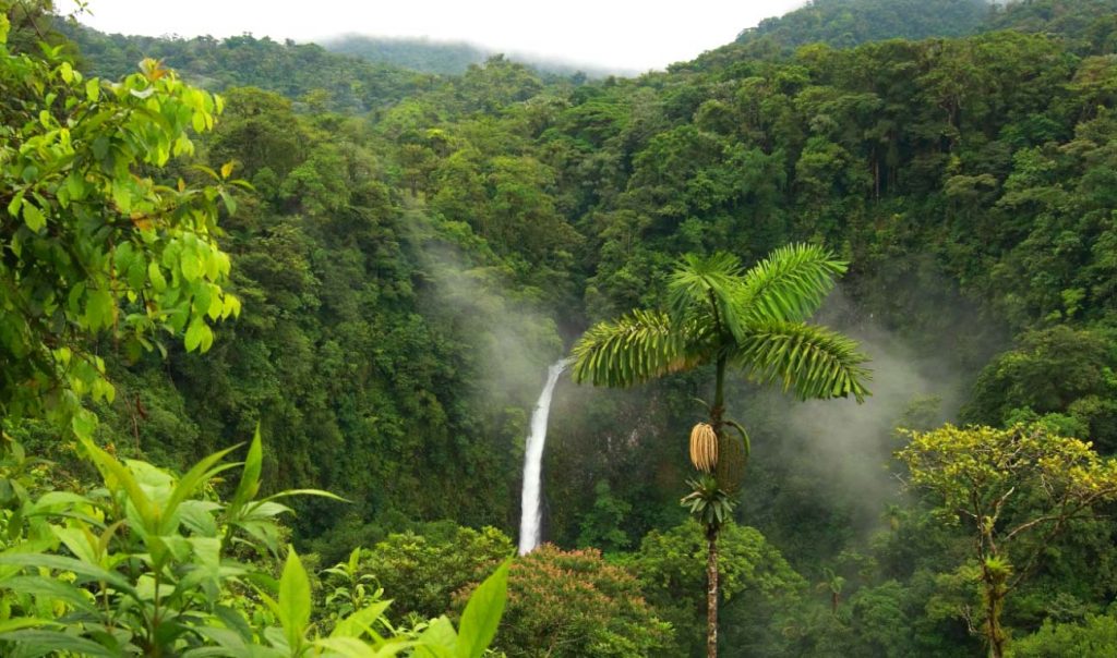 Тропические леса Южной Америки