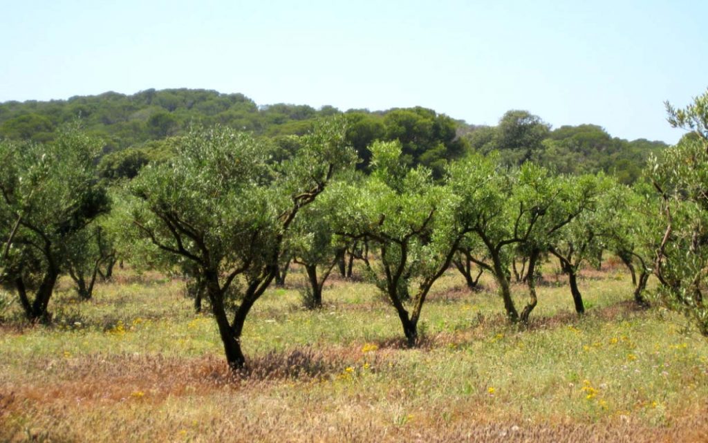 Жестколистные вечнозеленые леса Африки