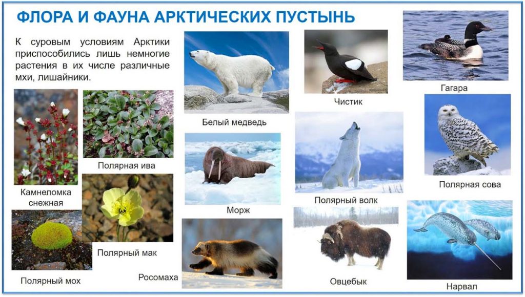 Животные и растения арктической пустыни России