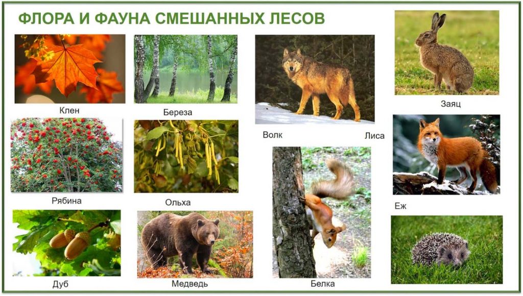 Животные и растения смешанных лесов России