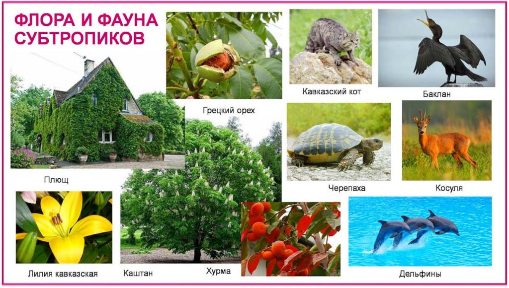 Животные и растения субтропиков России