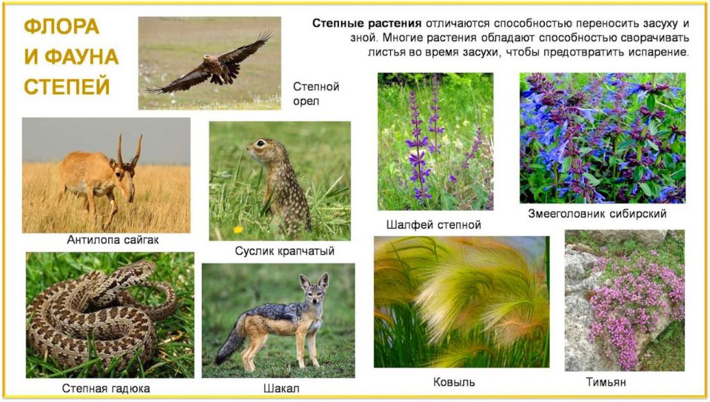 Животные и растения степей России
