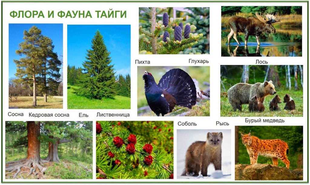 Животные и растения тайги России